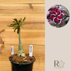 1810 90 Rosa do Deserto Akachi