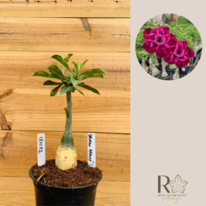 1810 82 Rosa do Deserto Drunken Beauty