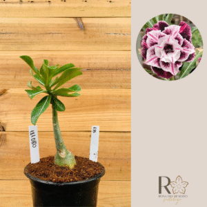 1810 80 Rosa do Deserto Lys