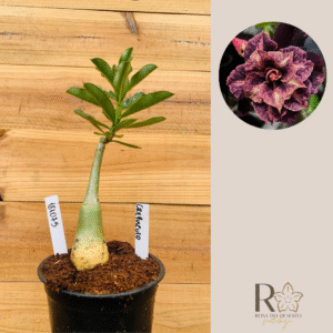 1810 75 Rosa do Deserto Crepusculo