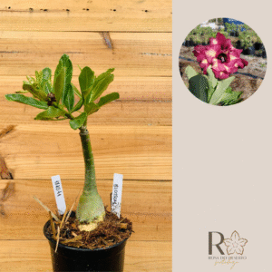 1810 41 Rosa do Deserto Blossom