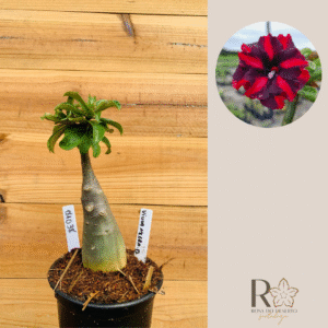 1810 38 Rosa do Deserto Viuva Negra Dobrada