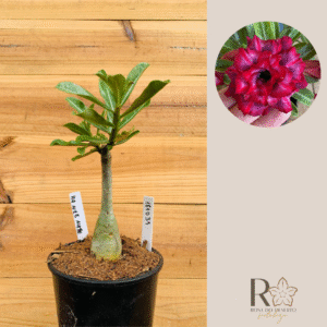 1810 31 Rosa do Deserto Mah Nee Nate