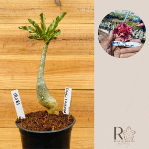 1810 69 Rosa do Deserto Golden Lavanda