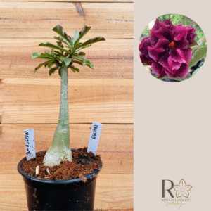 1810 59 Rosa do Deserto Mustang