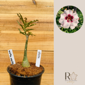 1810 55 Rosa do Deserto Winter Cherry