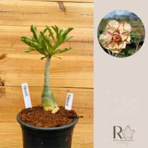 1810 54 Rosa do Deserto Girassol