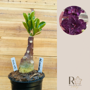 1710 109 Rosa do Deserto Céu Estrelado