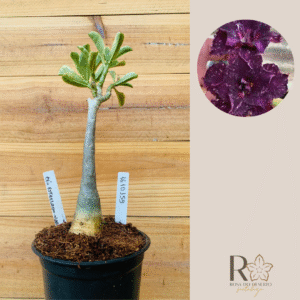 1610 159 Rosa do Deserto Céu Estrelado Variegata