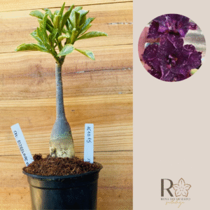 1610 15 Rosa do Deserto Céu Estrelado Variegata