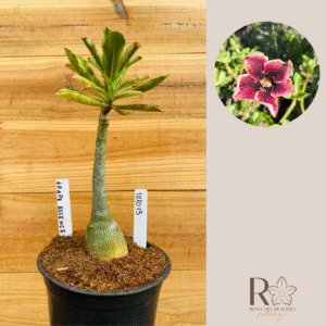 1810 13 Rosa do Deserto Grape Essence