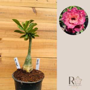 1810 42 Rosa do Deserto Mei Xiang