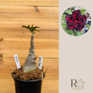 1810 35 Rosa do Deserto Coca Cola