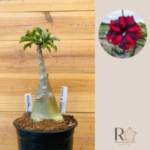 1610 94 Rosa do Deserto Viuva Negra Dobrada