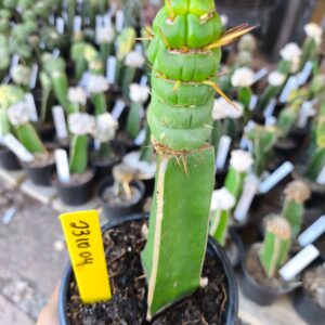 2310 04 Cacto Eulychnia castanea spiralis ( Premium )