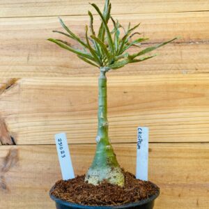 2310 23 Rosa do Deserto Crispum