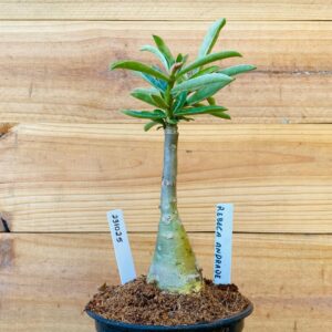 2310 25 Rosa do Deserto Rebeca Andrade