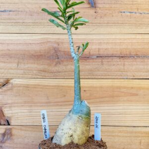 2310 26 Rosa do Deserto Pablo Charles