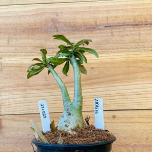 2310 29 Rosa do Deserto Akachi