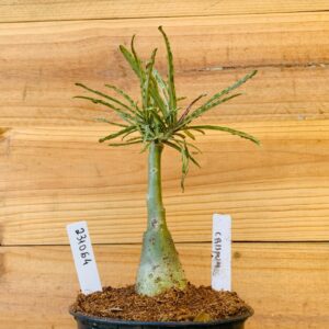 2310 64 Rosa do Deserto Crispum