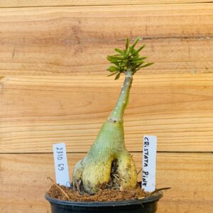 2310 69 Rosa do Deserto Cristata Pink