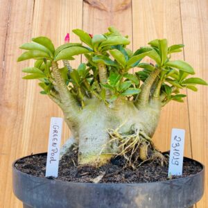 2310 19 Arabicum Green Pod  - Adulta