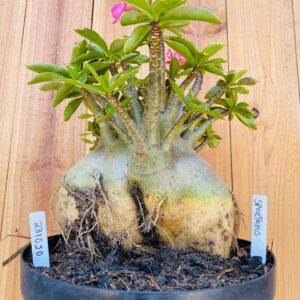 2310 20 Arabicum Spartacus - Adulta