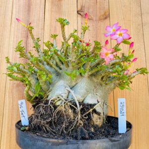 2310 21 Arabicum Big Foot - Adulta