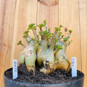 2310 22 Arabicum T-rex - Adulta