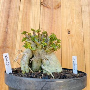 2310 23 Arabicum Espinossauro - Adulta