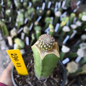 2310 03 Cacto Sulcorebutia eranacea (Vip)