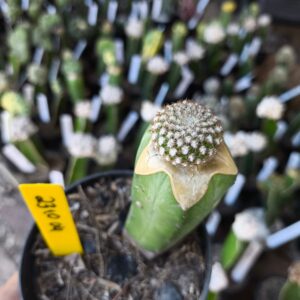 2310 04 Cacto Sulcorebutia eranacea (Vip)