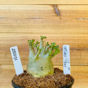 2310 01  Arabicum Optimus Prime  - F2 12 meses