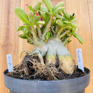 2310 25 Arabicum Triceraptor - Adulta