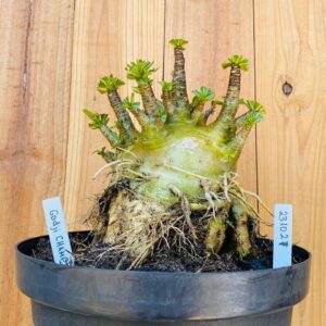 2310 27 Arabicum Godji Champ - Adulta