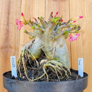 2310 29 Arabicum Tanos - Adulta