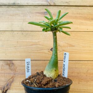 2410 10 Rosa do Deserto Rebeca Andrade