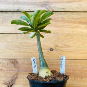 2410 14 Rosa do Deserto Antonieta