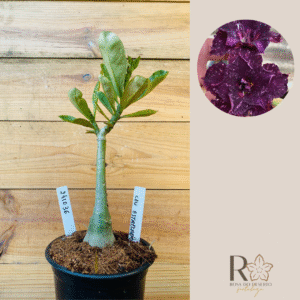 2410 36 Rosa do Deserto Céu Estrelado