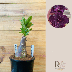 2410 31 Rosa do Deserto Céu Estrelado