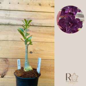 2410 13 Rosa do Deserto Céu Estrelado