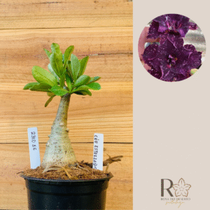 2310 86 Rosa do Deserto Céu Estrelado