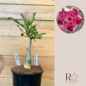 2410 23 Rosa do Deserto Triple Wish 3