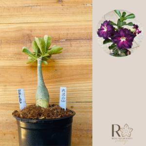 2410 03 Rosa do Deserto Berinjela