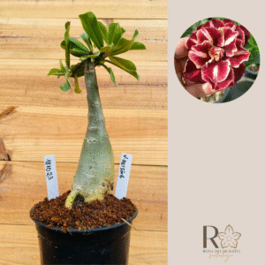 1810 23 Rosa do Deserto Van Helsing