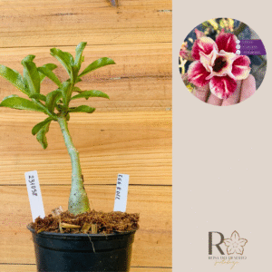 2310 58 Rosa do Deserto Egg Roll