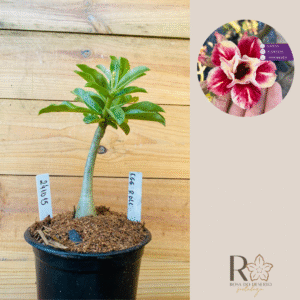 2410 15 Rosa do Deserto Egg Roll