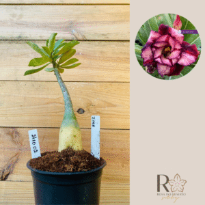 2410 02 Rosa do Deserto Ziyan