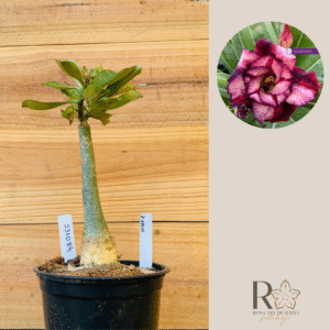 2310 84 Rosa do Deserto Ziyan