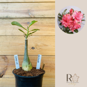 2410 08 Rosa do Deserto Arizona